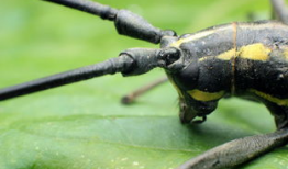 天牛哥最新爆料新闻,揭秘最新热点事件内幕