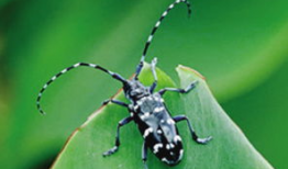 天牛哥最新爆料新闻,揭秘最新热点事件内幕