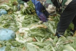 最新爆料老坛酸菜视频,视频揭露惊人内幕